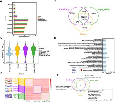 Comparative Analyses of Sperm DNA Methylomes Among Three Commercial Pig Breeds Reveal Vital Hypomethylated Regions Associated With Spermatogenesis and Embryonic Development